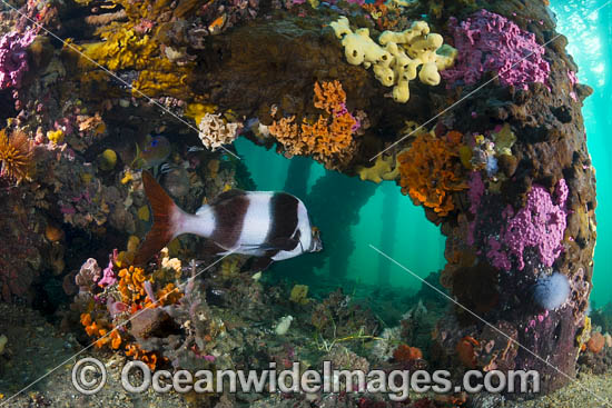 Fish under Edithburgh Jetty photo