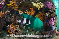 Fish under Edithburgh Jetty Photo - Gary Bell