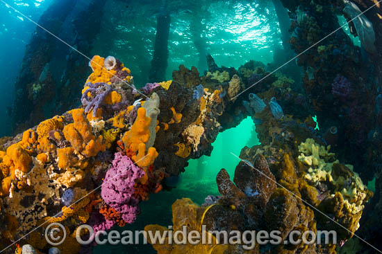 Edithburgh Jetty Underwater photo Edithburgh Jetty Underwater photo