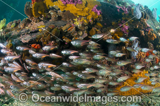 Bullseye under Edithburgh Jetty photo