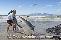 Bronze Whaler Shark in seine net Photo - Chris & Monique Fallows