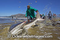 Bronze Whaler Shark in seine net Photo - Chris & Monique Fallows