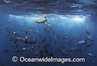 Bronze Whaler Shark and Tuna Photo - Chris & Monique Fallows