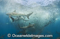 Shark feeding on baitball Photo - Chris & Monique Fallows