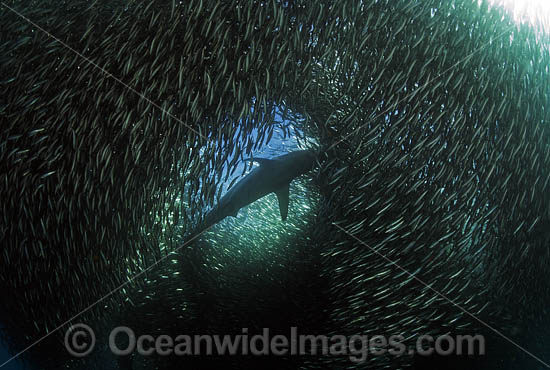 Shark feeding on sardines photo Shark feeding on sardines photo