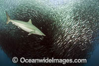 Shark feeding on sardines Photo - Chris & Monique Fallows