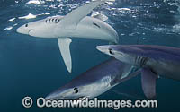 Blue Shark South Africa Photo - Chris & Monique Fallows