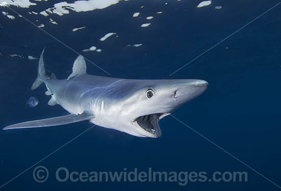 Blue Shark South Africa photo Blue Shark South Africa photo