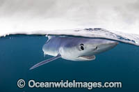 Blue Shark Photo - Chris & Monique Fallows