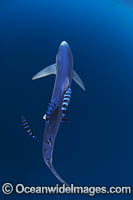 Blue Shark South Africa Photo - Chris & Monique Fallows