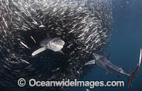 Blue Shark feeding on baitball Photo - Chris & Monique Fallows