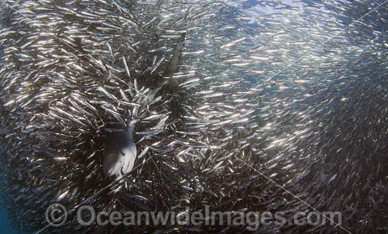 Blue Shark feeding on anchovy baitball photo Blue Shark feeding on anchovy baitball photo