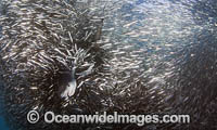Blue Shark feeding on anchovy baitball Photo - Chris & Monique Fallows