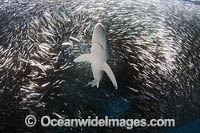 Blue Shark feeding on baitball Photo - Chris & Monique Fallows