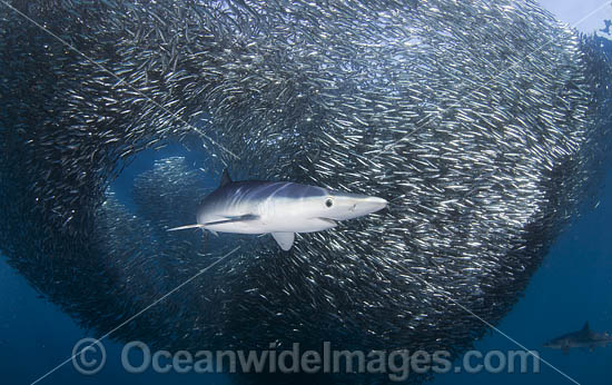 Blue Shark feeding on anchovy baitball photo Blue Shark feeding on anchovy baitball photo