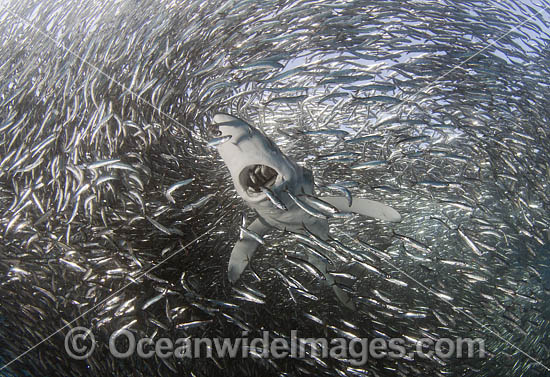 Blue Shark feeding on baitball photo Blue Shark feeding on baitball photo