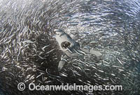 Blue Shark feeding on baitball Photo - Chris & Monique Fallows
