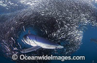 Blue Shark feeding on anchovy baitball Photo - Chris & Monique Fallows