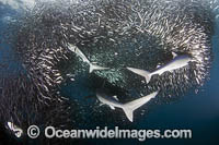 Blue Shark feeding on baitball Photo - Chris & Monique Fallows