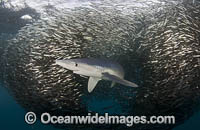 Blue Shark feeding on anchovy baitball Photo - Chris & Monique Fallows