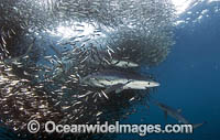 Blue Shark feeding on baitball Photo - Chris & Monique Fallows