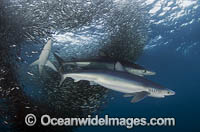 Blue Shark feeding on baitball Photo - Chris & Monique Fallows