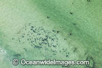 Sharptooth Houndshark aggregation Photo - Chris & Monique Fallows