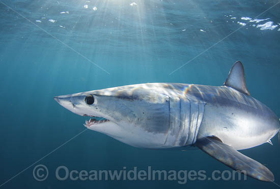 Mako Shark South Africa photo