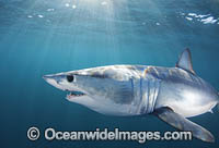Mako Shark South Africa Photo - Chris & Monique Fallows