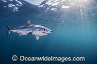 Mako Shark South Africa Photo - Chris & Monique Fallows