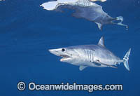 Mako Shark South Africa Photo - Chris & Monique Fallows
