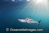 Mako Shark South Africa Photo - Chris & Monique Fallows
