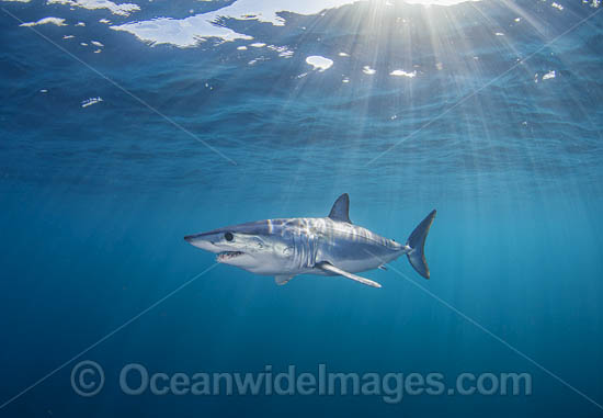 Mako Shark South Africa photo Mako Shark South Africa photo