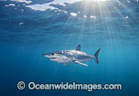 Mako Shark South Africa Photo - Chris & Monique Fallows