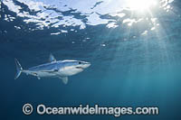 Mako Shark South Africa Photo - Chris & Monique Fallows
