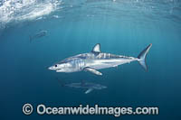 Mako Shark South Africa Photo - Chris & Monique Fallows