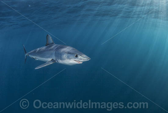 Mako Shark South Africa photo