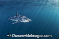 Mako Shark South Africa Photo - Chris & Monique Fallows