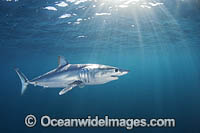 Mako Shark South Africa Photo - Chris & Monique Fallows
