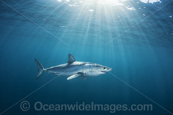 Mako Shark South Africa photo Mako Shark South Africa photo