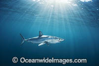 Mako Shark South Africa Photo - Chris & Monique Fallows