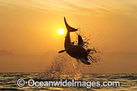 Great White Shark attacking seal Photo - Chris & Monique Fallows
