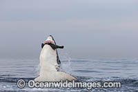 Great White Shark attacking seal Photo - Chris & Monique Fallows