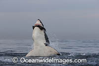 Great White Shark attacking seal Photo - Chris & Monique Fallows