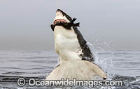 Great White Shark attacking seal Photo - Chris & Monique Fallows