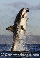 Great White Shark breaching on decoy Photo - Chris & Monique Fallows