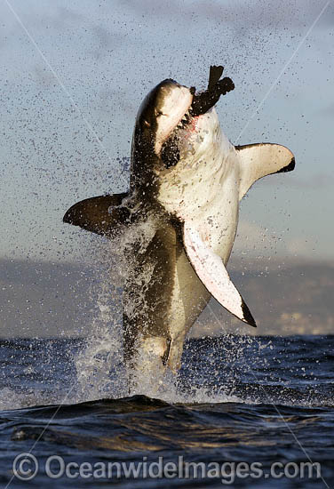 Great White Shark breaching on decoy photo Great White Shark breaching on decoy photo