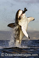 Great White Shark breaching on decoy Photo - Chris & Monique Fallows