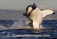 Great White Shark breaching on decoy Photo - Chris & Monique Fallows
