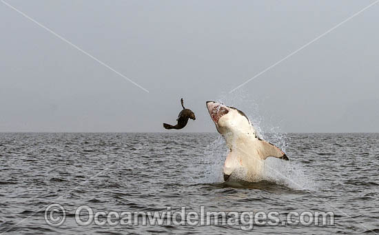 Great White Shark attacking seal photo Great White Shark attacking seal photo
